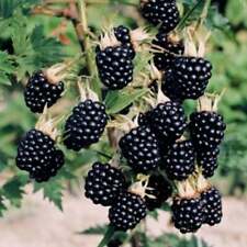 Blackberry thornfree bush for sale  BURTON-ON-TRENT