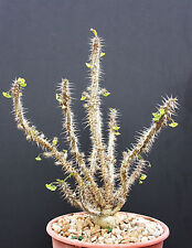 Euphorbia hofstaetteri exotic for sale  Miami