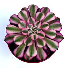 Aeonium red copper for sale  LEIGH