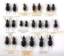 Good selection carabus for sale  Shipping to Ireland