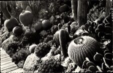 Postcard Exotic Garden of Monaco, Opuntia microdasys, Ferocactus... - 4279202 for sale  Shipping to South Africa