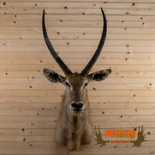 Premier african waterbuck for sale  Council Bluffs