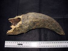 Pleistocene steppe bison for sale  WAKEFIELD