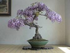 Bonsai tree seeds for sale  Russell