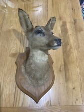 Taxidermy mounted deer for sale  NEWTON ABBOT