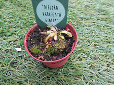 Venus flytrap variegata for sale  DONCASTER