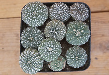 Pflanzen astrophytum asterias gebraucht kaufen  Versand nach Germany