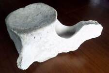 Antica vertebra balena usato  Siracusa