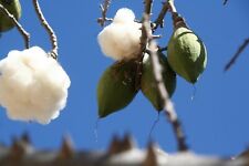 Kapokbaum - Drzewo wełniane - Ceiba pentandra - Cotton tree 5+ Nasiona - Seeds W 176 na sprzedaż  Wysyłka do Poland