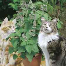 Nepeta cataria catswort for sale  SOUTHSEA