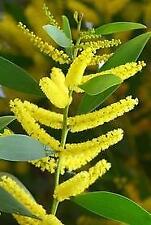 Acacia longifolia sydney for sale  UK