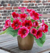 Gloxinia etoile feu for sale  HARLOW