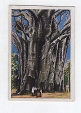 Used, Cigarette Card c1930 Baobab tree in the Usambara Mountains for sale  Shipping to South Africa