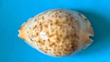 Used, CYPRAEA ZOILA KOSTINI LEEMANENSIS GEM - 66.3 MM for sale  Shipping to South Africa