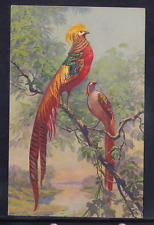 Cartolina uccelli kca191 usato  Italia