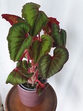 Begonia cathayana house for sale  UK