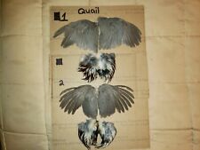 Quail wings hunting for sale  Apache Junction