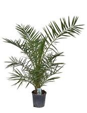 Używany, Cena specjalna Palma 140-170 cm Phoenix canariensis Kanaryjska palma daktylowa na sprzedaż  Wysyłka do Poland