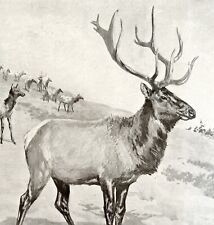 Toro de alce con rebaño 1898 victoriano gris litografía arte AB Frost Animals DWCC6 segunda mano  Embacar hacia Mexico