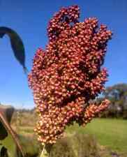 Coral sorghum seeds for sale  Decatur
