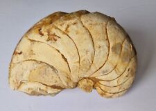 Large fossil nautilus for sale  THATCHAM