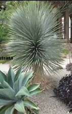 Yucca rostrata blue for sale  SOUTHAMPTON
