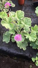 Pelargonium geranium scented for sale  NORTHWICH