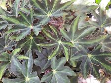 Begonia heracleifolia hybrid for sale  Saint Petersburg