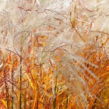 Miscanthus grass indian for sale  IPSWICH