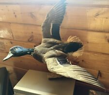 Mallard duck flying for sale  Morganton