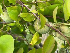 Usado, 5 cortes raros de árvores El Bumpo Cherimoya, Annona Cherimoya, estacas de árvores frutíferas comprar usado  Enviando para Brazil