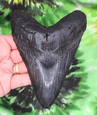 Used, Megalodon Sharks Tooth 5 1/2" inch NICE fossil sharks teeth tooth for sale  Shipping to South Africa