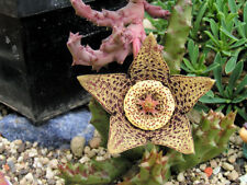 Pale varied orbea for sale  Shipping to Ireland