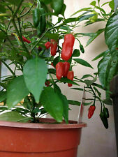 Apache chilli seeds for sale  BRIERLEY HILL