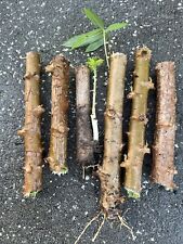 Cuttings esculanta cassava for sale  Riverview