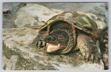 Postcard snapping turtle for sale  Muncie