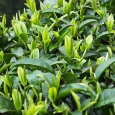 Pack camellia sinensis for sale  Shipping to Ireland