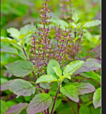 Green tulsi holy for sale  Alexandria