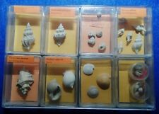 Piccola collezione fossili usato  Napoli