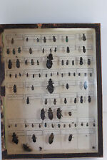 Entomologie boîte insectes d'occasion  Cosne-Cours-sur-Loire