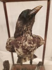Rare pied raven for sale  Saint Louis
