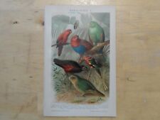 Rig chromolithographie papagei gebraucht kaufen  Langquaid