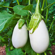 Casper eggplant seeds for sale  Canada