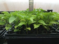 Live pepper plants for sale  Twin Falls