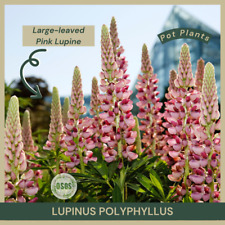 Pot lupinus polyphyllus for sale  Portville