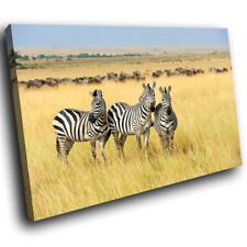 A634 africa zebra for sale  STRABANE