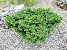 Picea pungens mrs. for sale  Silverton