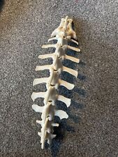 animal bones for sale  MAIDSTONE