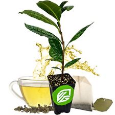 Tea plant camellia for sale  Lakeland
