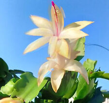 Christmas cactus zygocactus for sale  Valley Stream